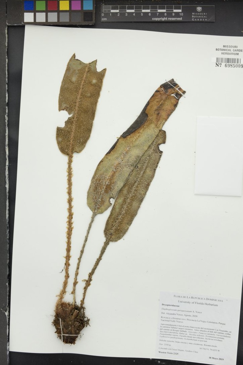 Elaphoglossum quisqueyanum