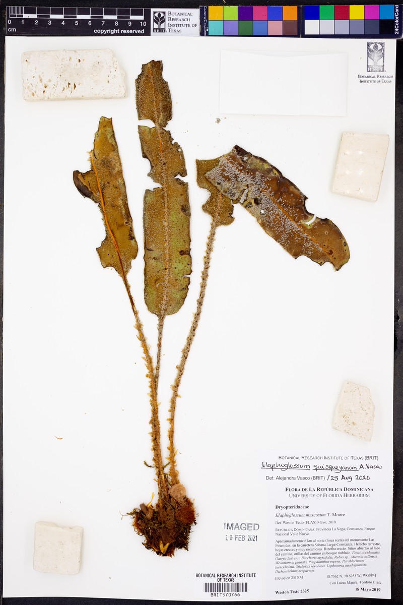 Elaphoglossum quisqueyanum photo 2