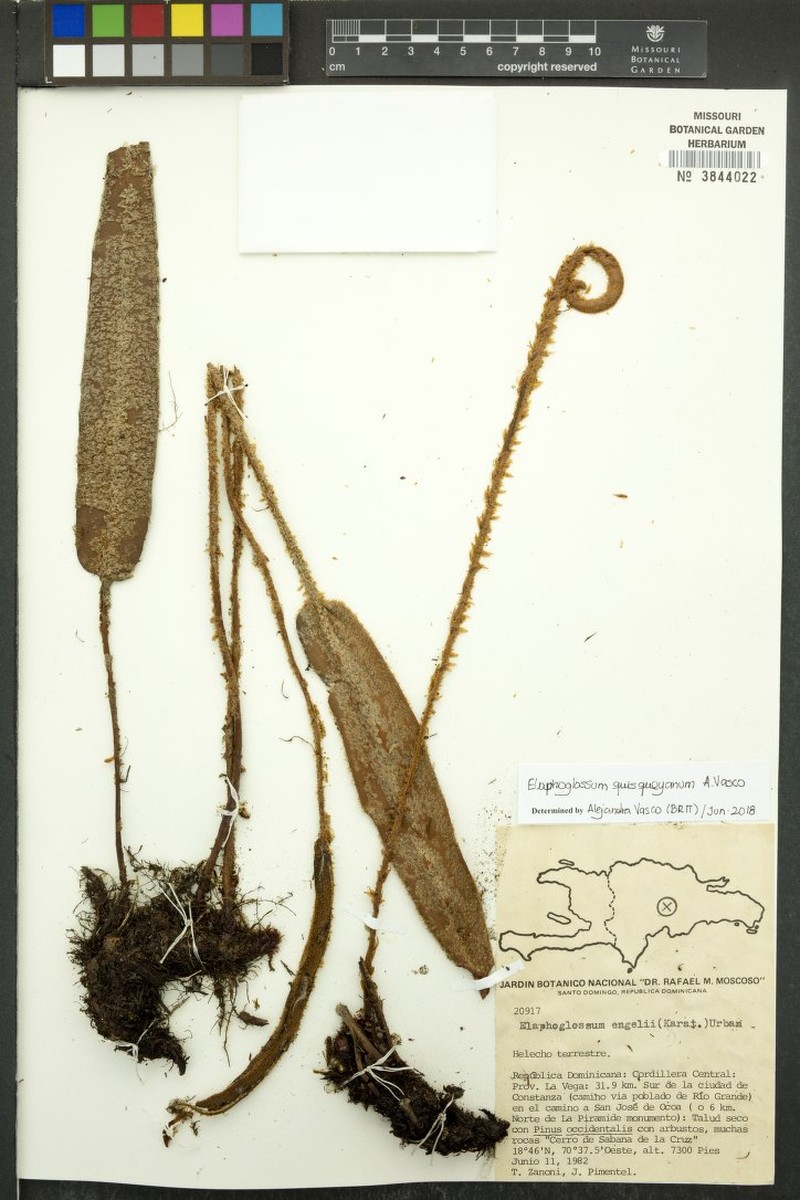 Elaphoglossum quisqueyanum photo 3