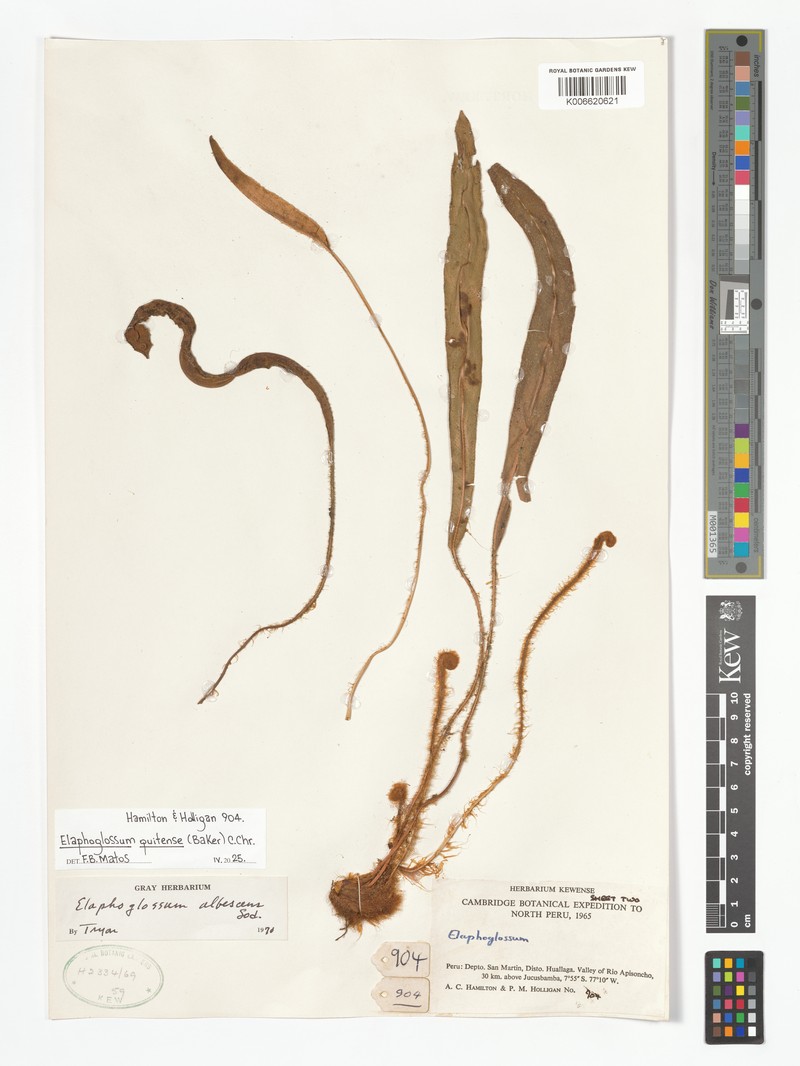 Elaphoglossum quitense