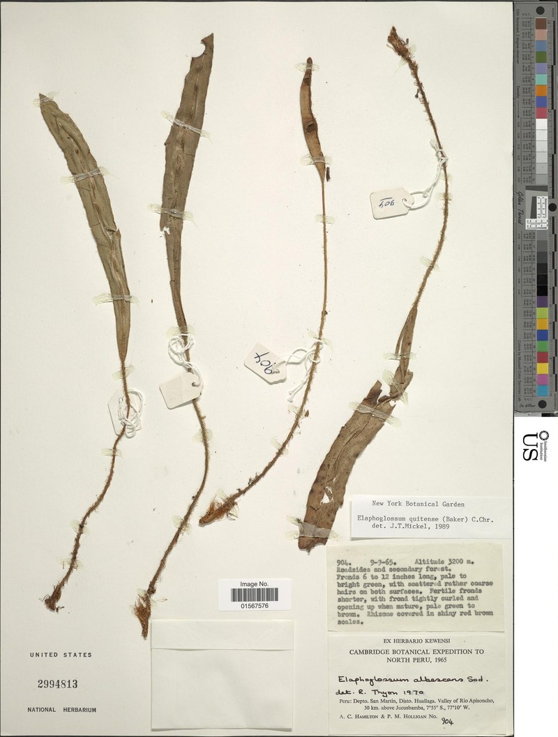 Elaphoglossum quitense photo 2