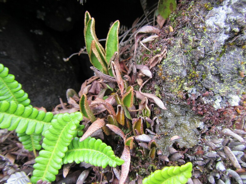 Elaphoglossum randii photo 2