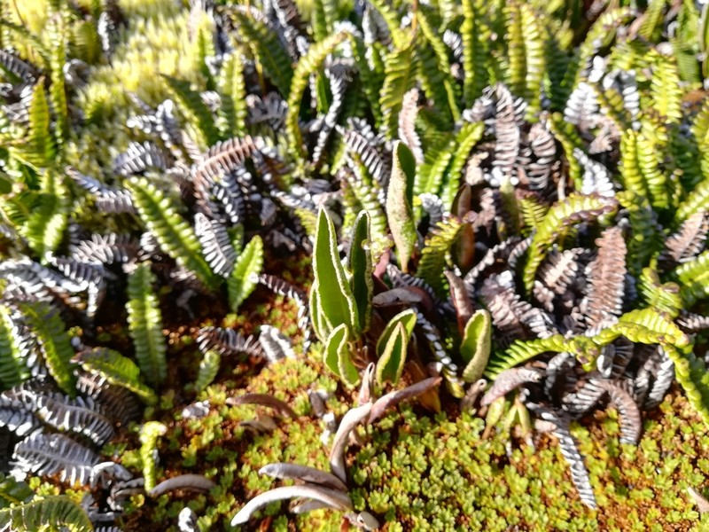 Elaphoglossum randii photo 3