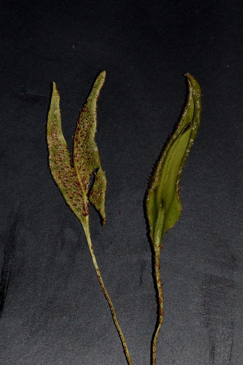 Elaphoglossum randii photo 4