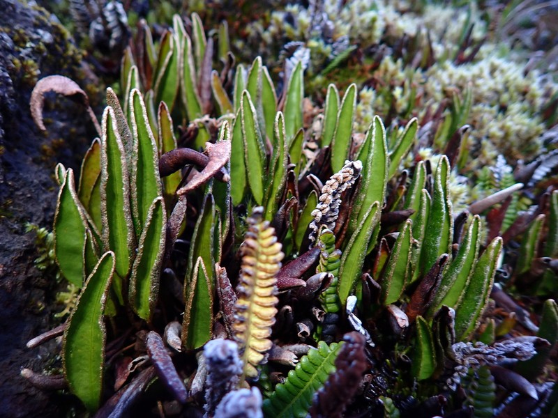 Elaphoglossum randii photo 6