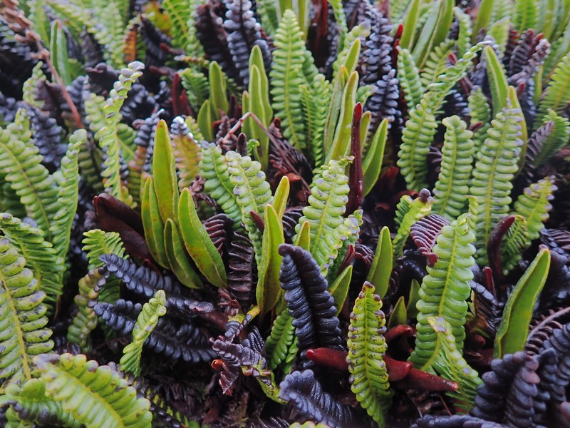 Elaphoglossum randii photo 7