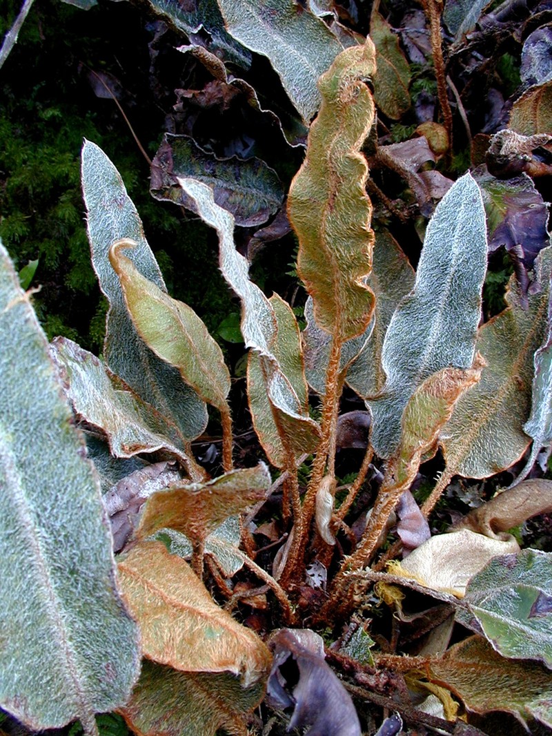 Elaphoglossum rapense photo 2