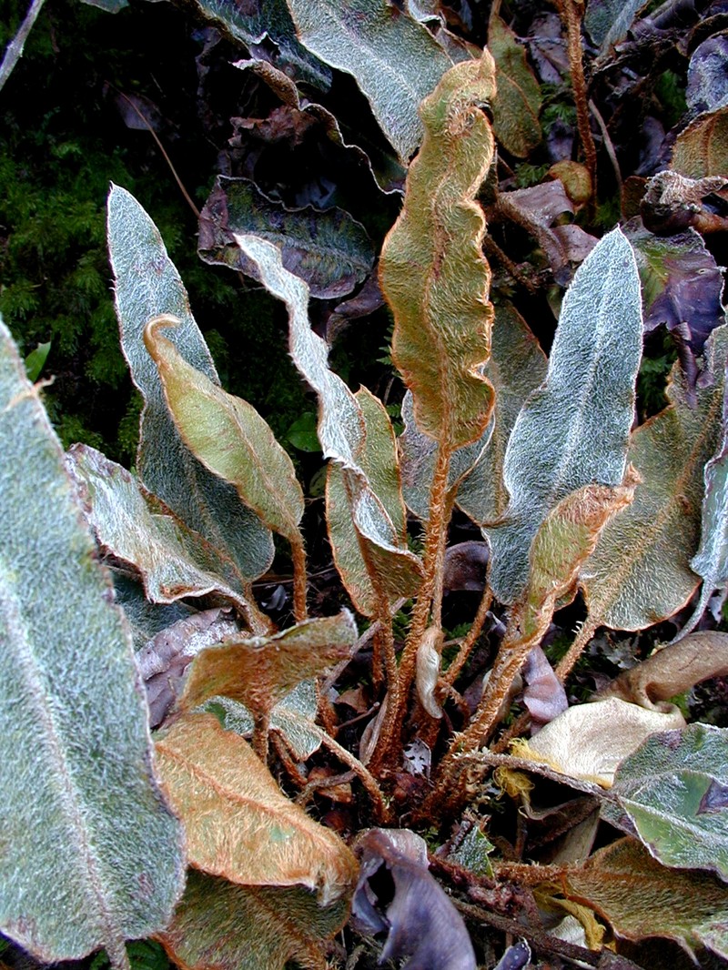 Elaphoglossum rapense photo 3