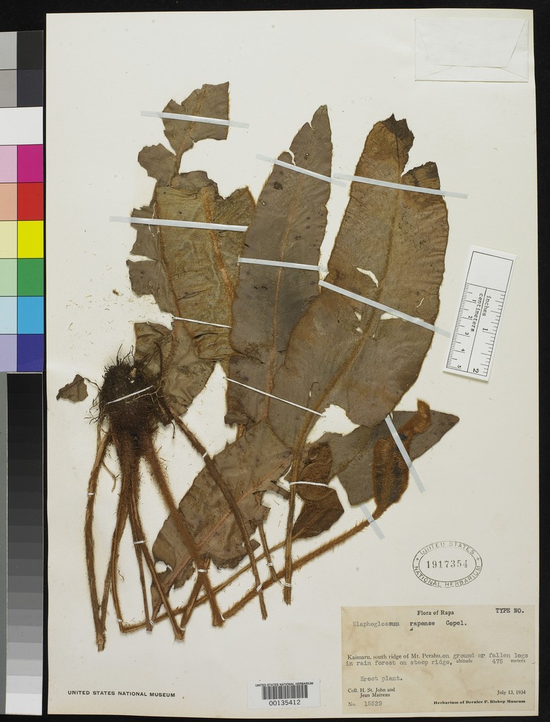 Elaphoglossum rapense