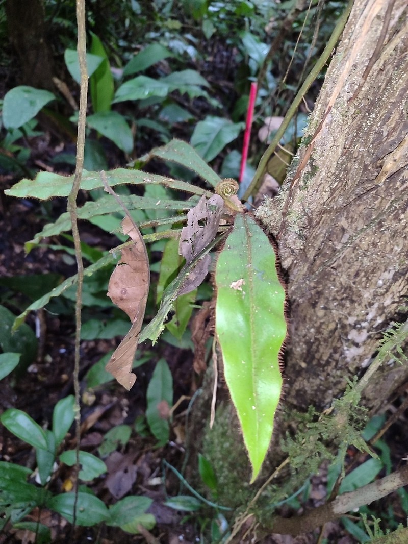 Elaphoglossum raywaense
