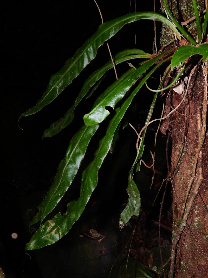 Elaphoglossum raywaense photo 2