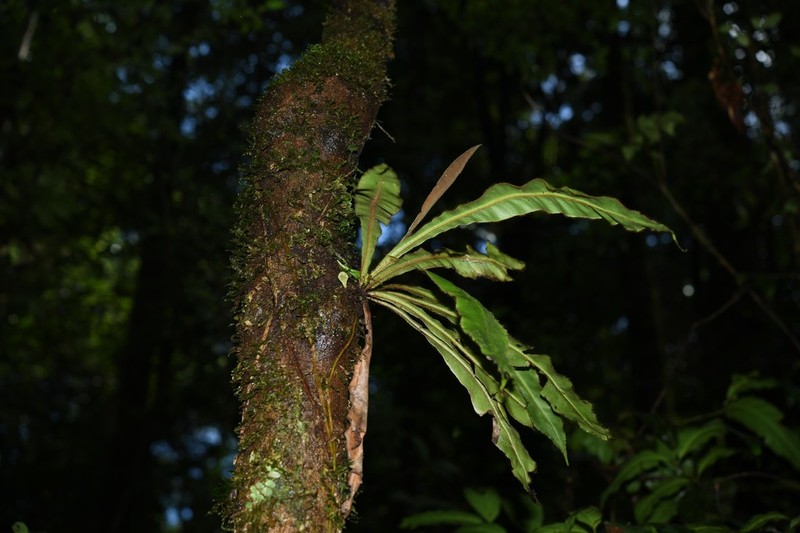 Elaphoglossum raywaense photo 3
