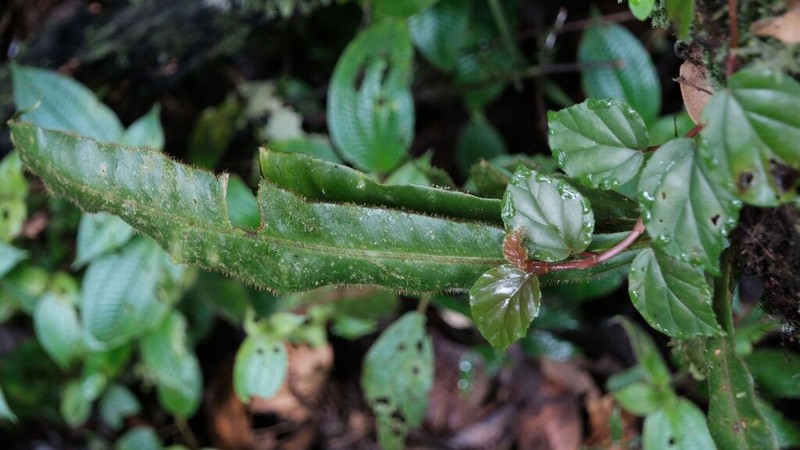 Elaphoglossum raywaense photo 4