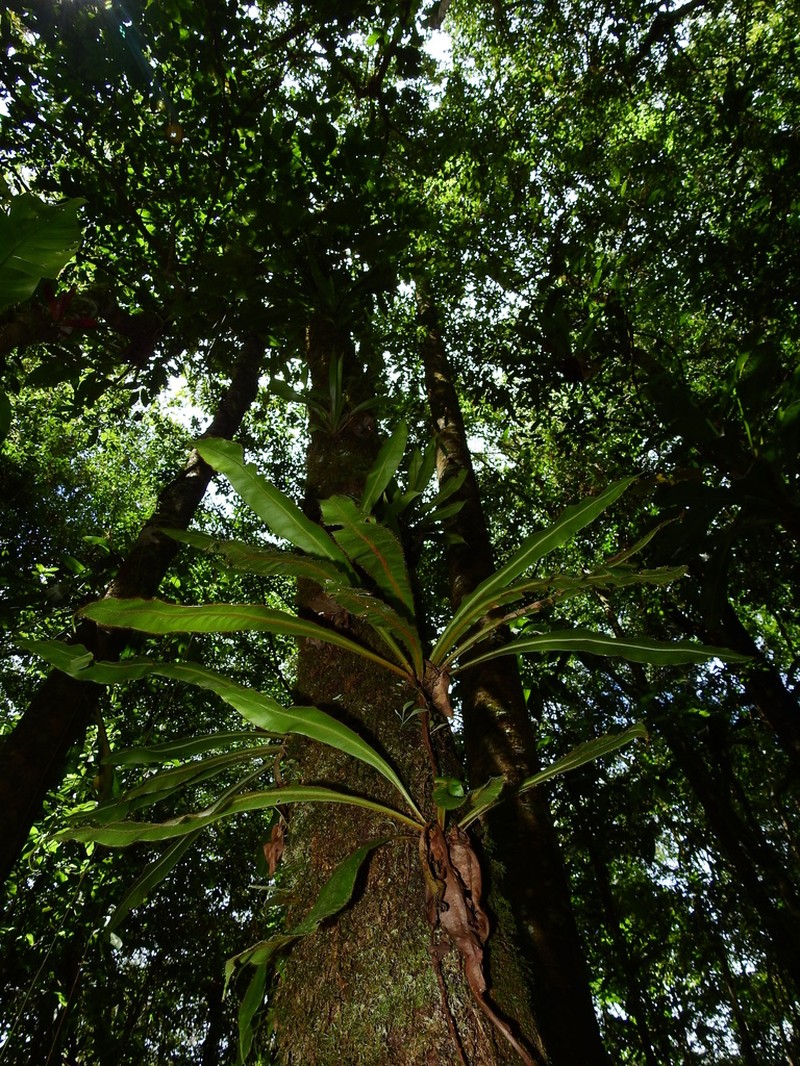 Elaphoglossum raywaense photo 5