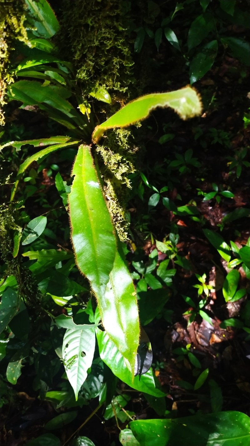 Elaphoglossum raywaense photo 6