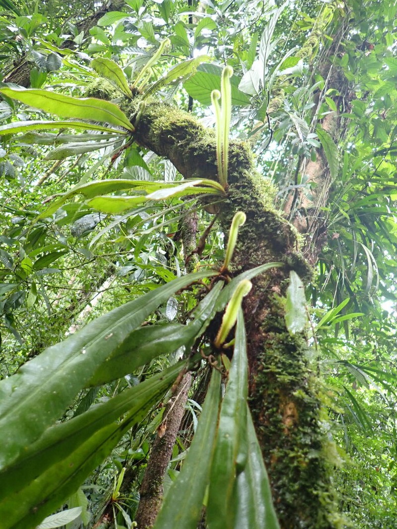 Elaphoglossum raywaense photo 8