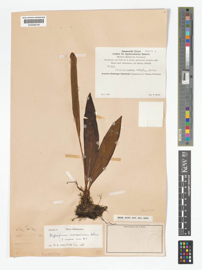 Elaphoglossum recommutatum
