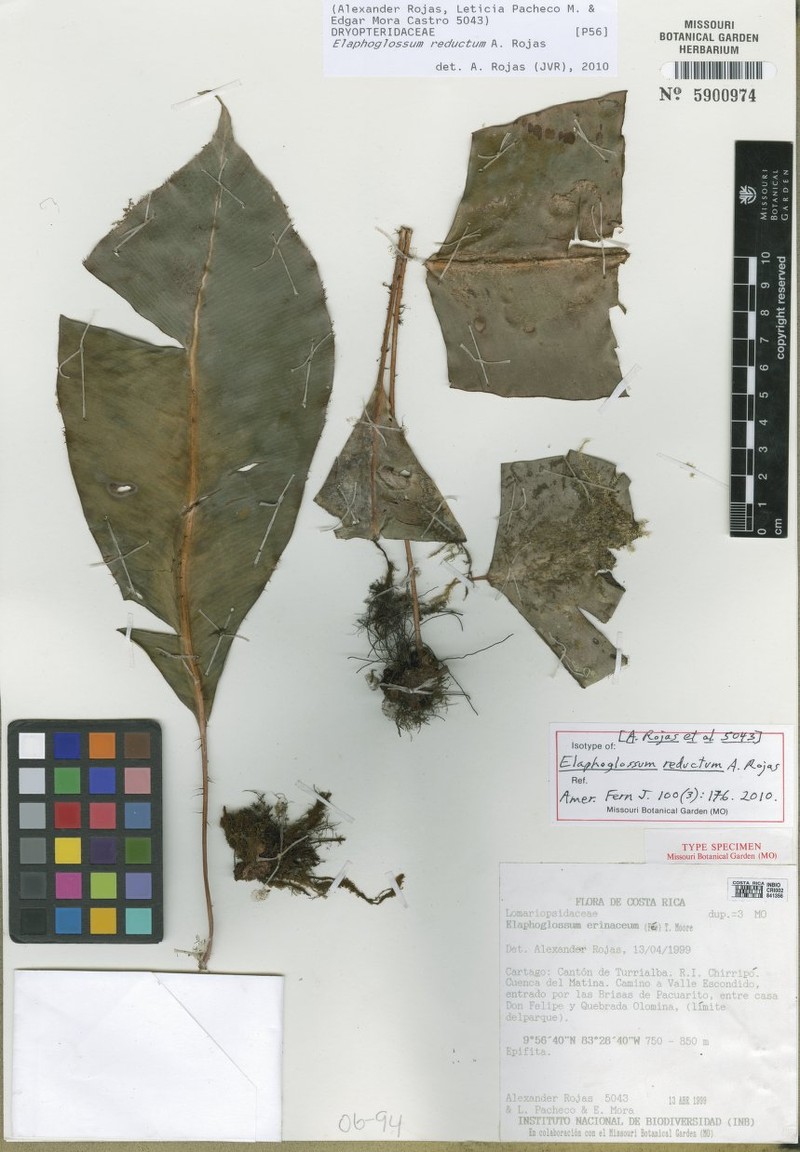 Elaphoglossum reductum