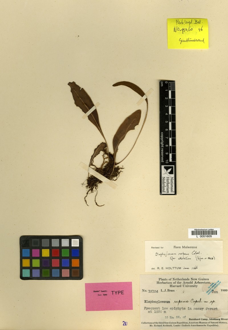 Elaphoglossum repens