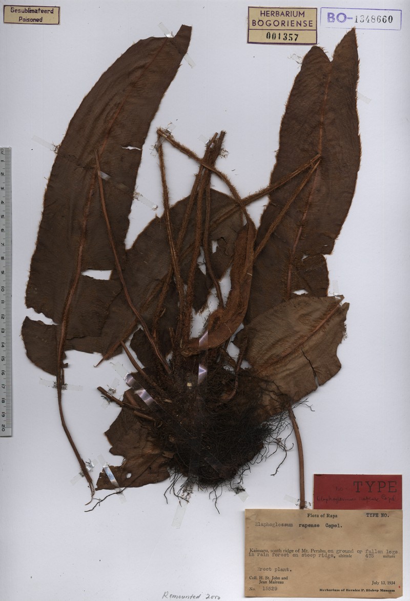 Elaphoglossum repens photo 2