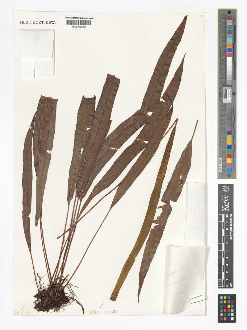 Elaphoglossum resiniferum