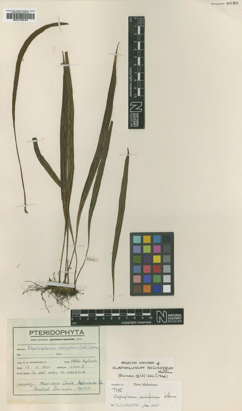Elaphoglossum resiniferum photo 2