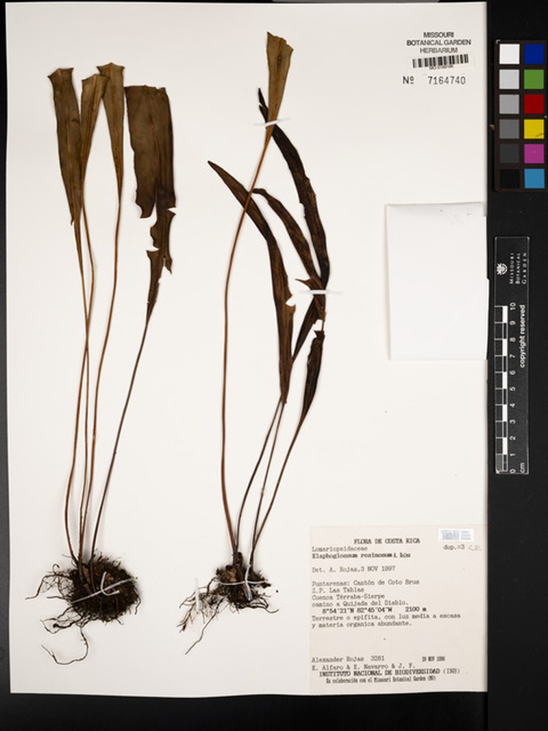 Elaphoglossum resinosum