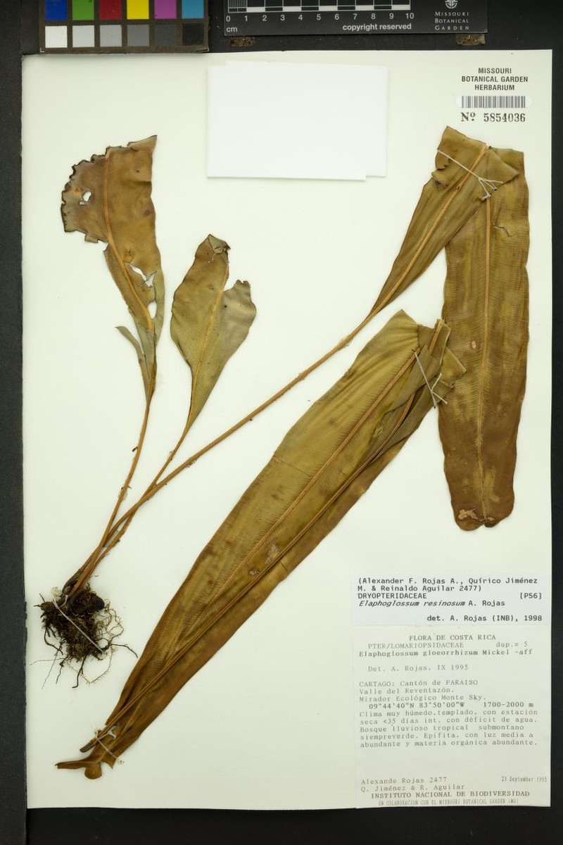Elaphoglossum resinosum photo 2