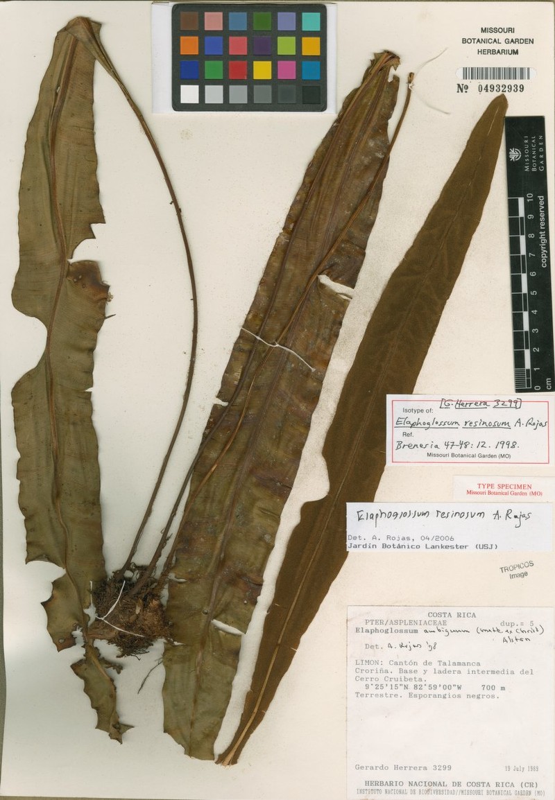 Elaphoglossum resinosum photo 3