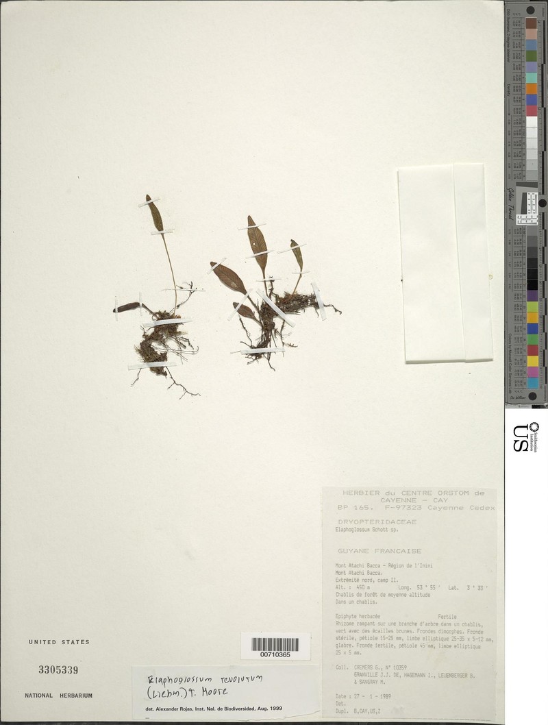 Elaphoglossum revolutum