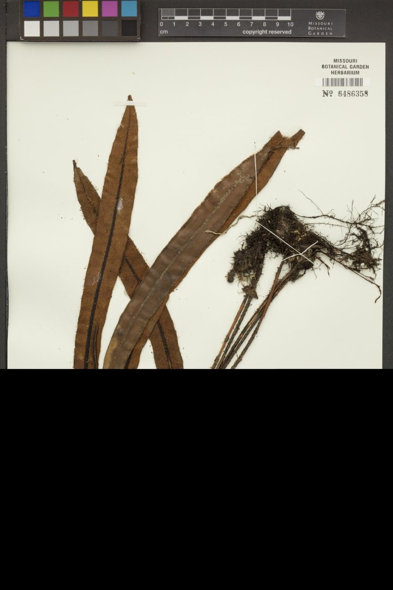 Elaphoglossum rimbachii