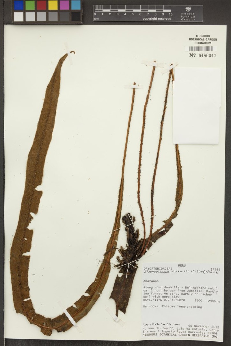 Elaphoglossum rimbachii photo 2