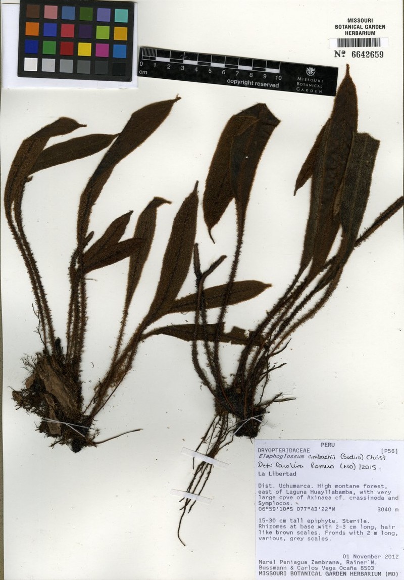 Elaphoglossum rimbachii photo 3