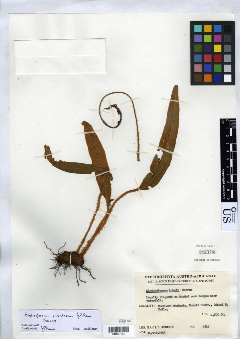 Elaphoglossum rivularum