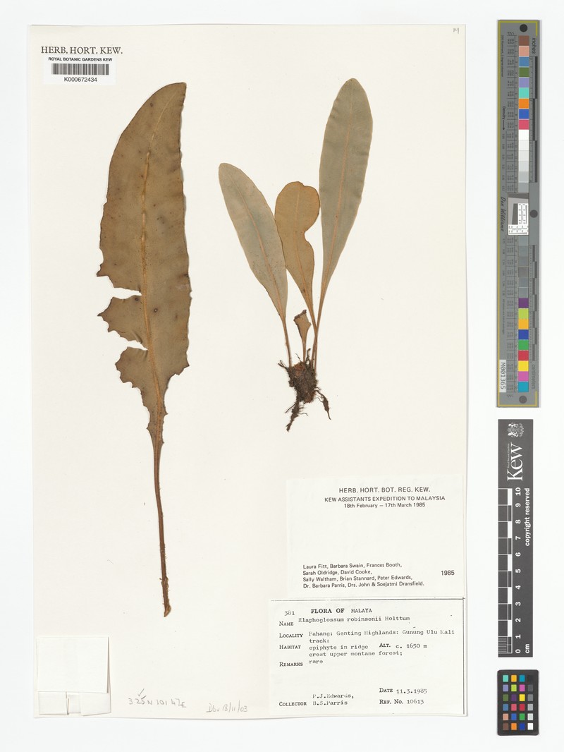 Elaphoglossum robinsonii