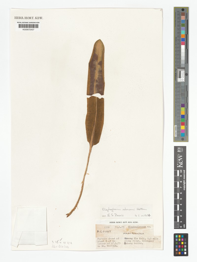 Elaphoglossum robinsonii photo 2
