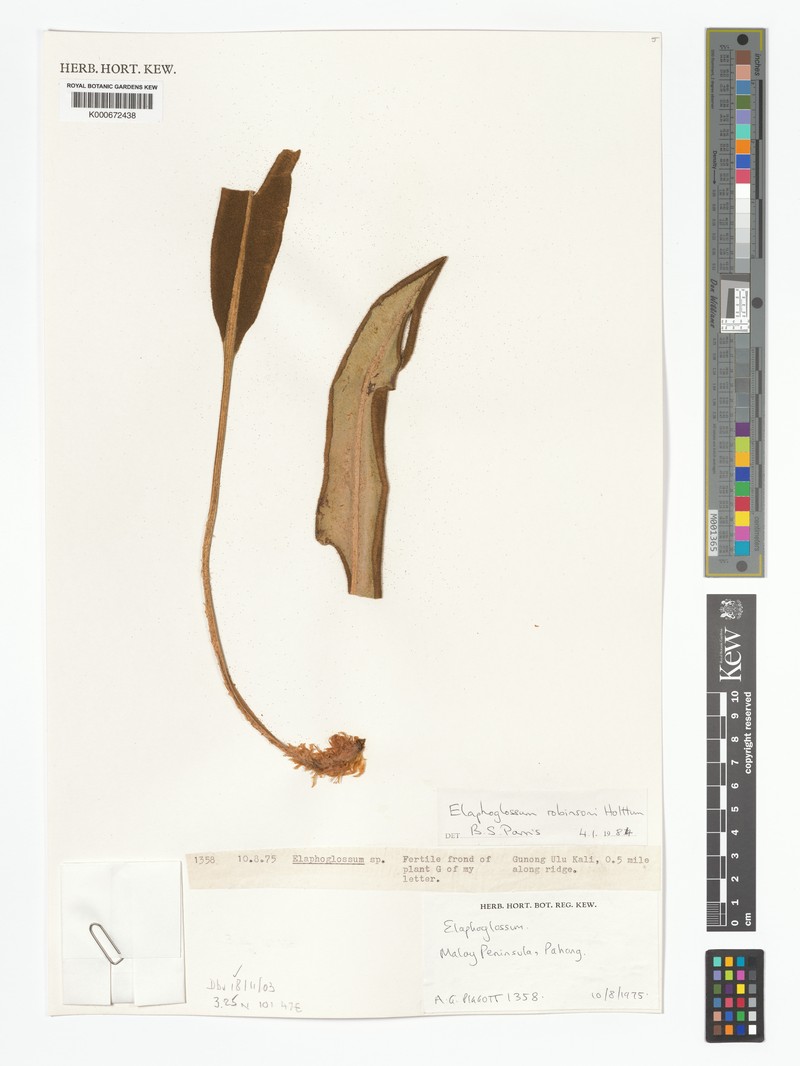 Elaphoglossum robinsonii photo 3