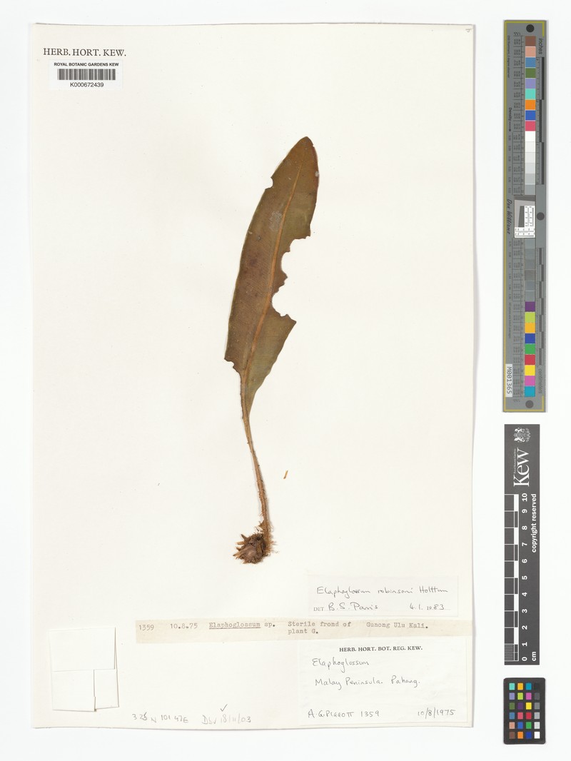 Elaphoglossum robinsonii photo 4