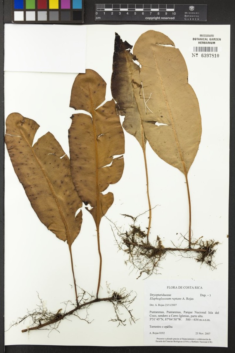 Elaphoglossum rojasii