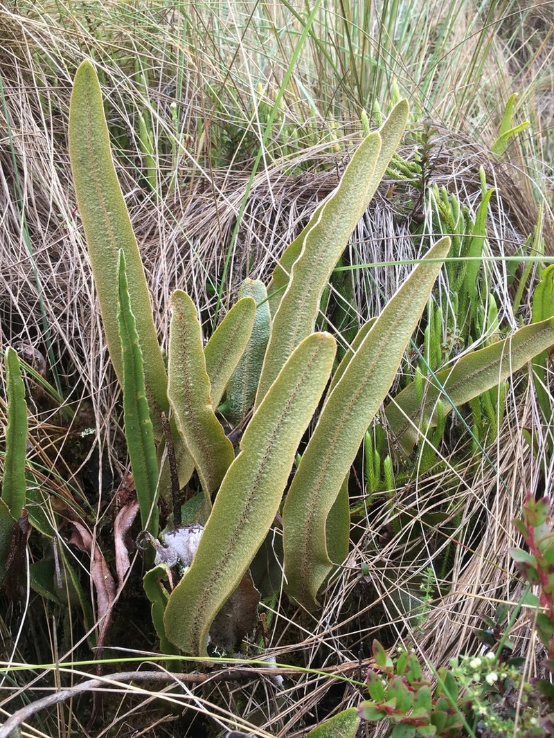 Elaphoglossum rosenstockii