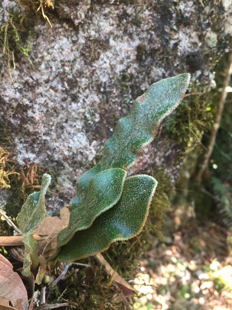 Elaphoglossum rosenstockii photo 2