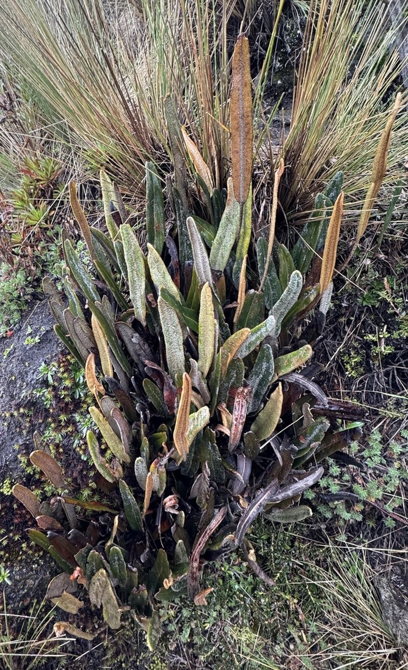 Elaphoglossum rosenstockii photo 3