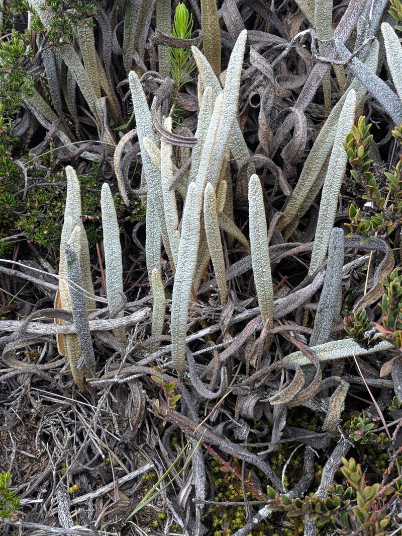 Elaphoglossum rosenstockii photo 4