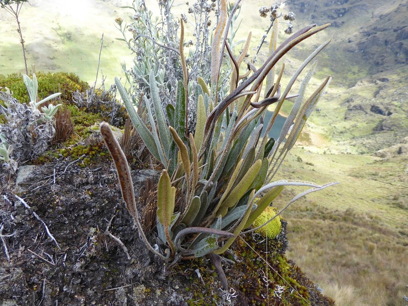 Elaphoglossum rosenstockii photo 5