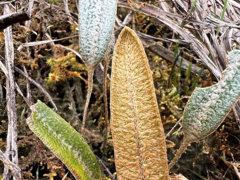 Elaphoglossum rosenstockii photo 6