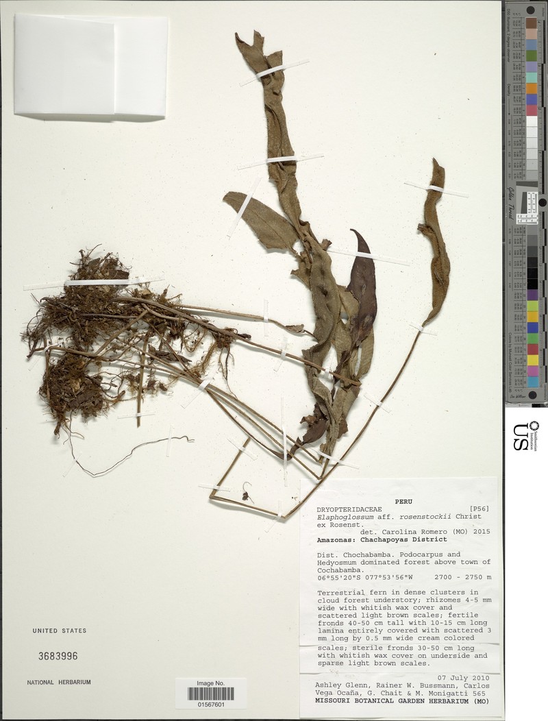 Elaphoglossum rosenstockii photo 7