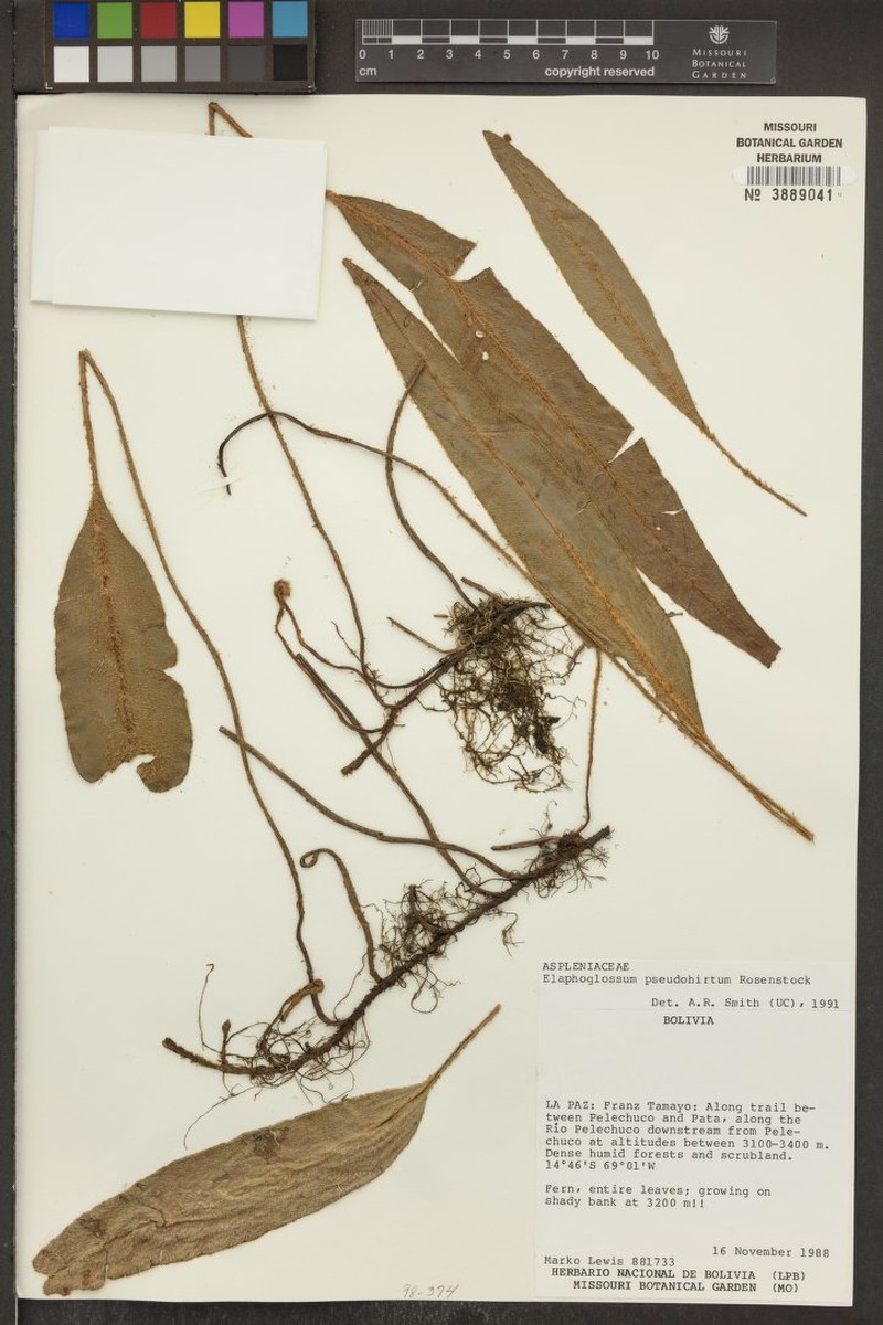 Elaphoglossum rosenstockii photo 8
