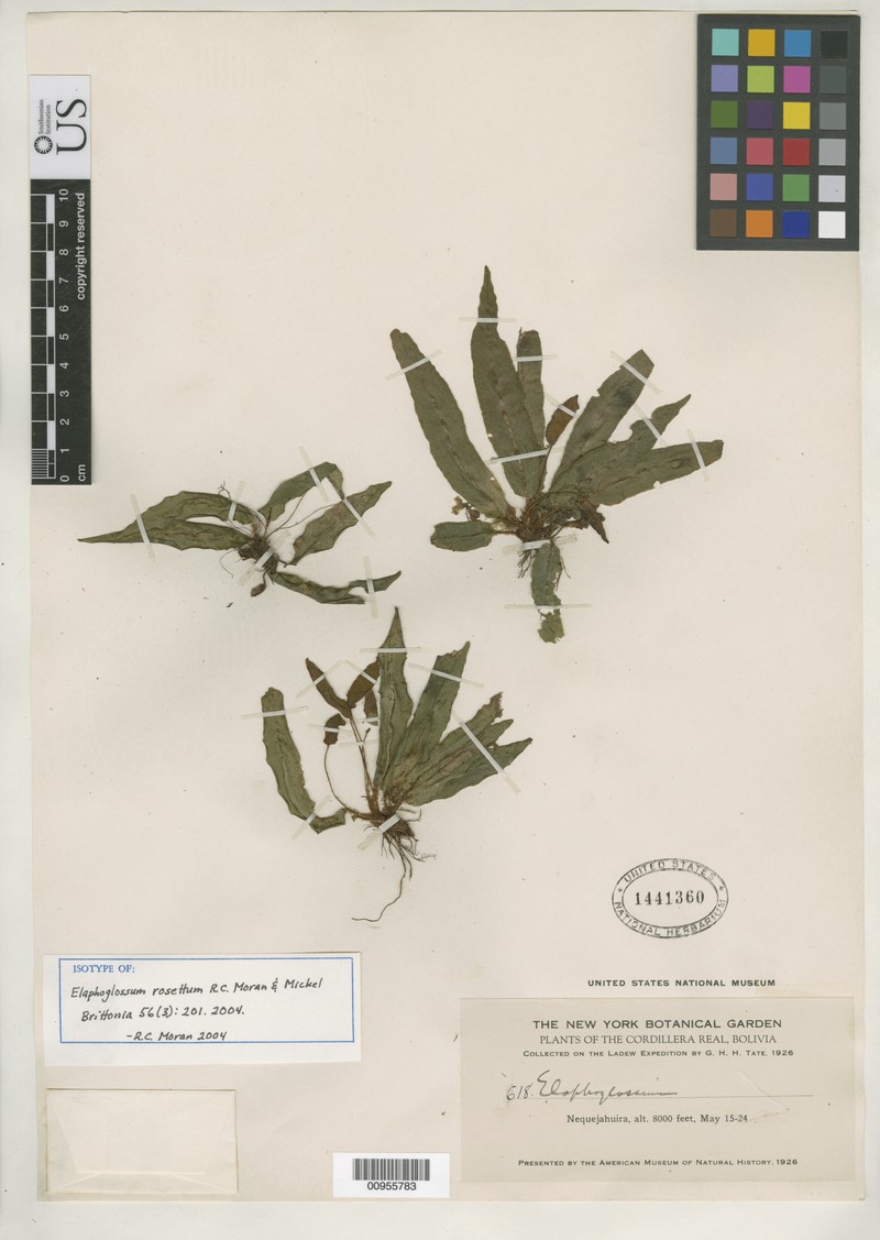 Elaphoglossum rosettum