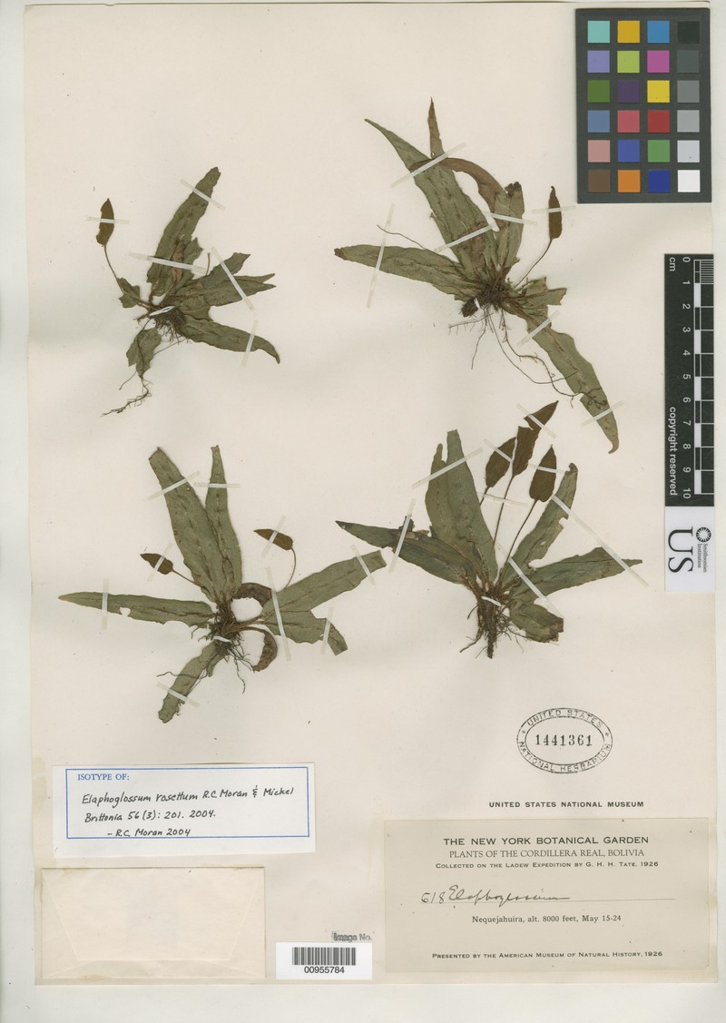 Elaphoglossum rosettum photo 2