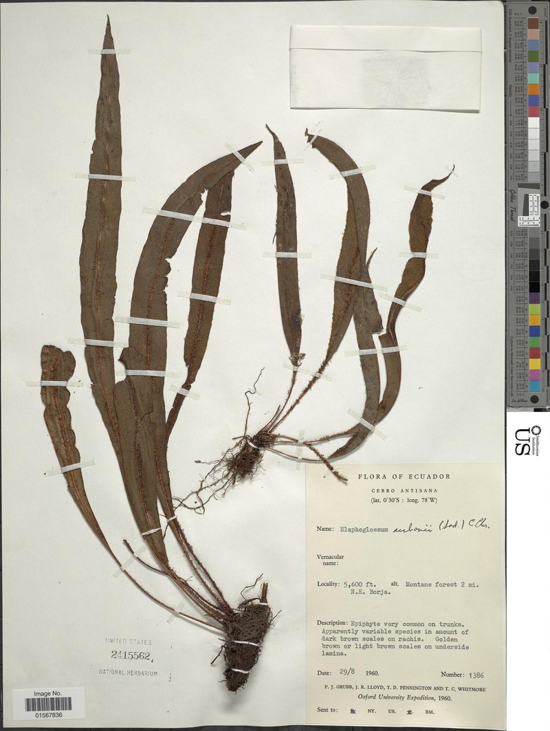 Elaphoglossum rosillense